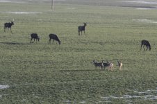 2015_02_17 (1)_Roe_and_Red_Deer (800x533).jpg