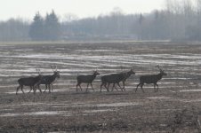 2015_02_17 (2)_Red_Deer (800x533).jpg