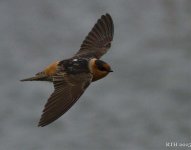 147 Cave Swallow  3-7-2015.jpg