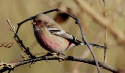 Long-tailed Rosefinch 2.jpg