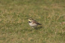 shore lark 1.jpg