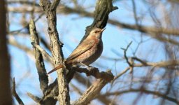 Naumann's Thrush.jpg