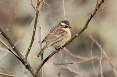 Siberian Accentor.jpg