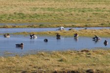 8087 wigeon.JPG