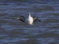 Black Guillemot _G9A6399.JPG