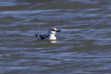 Black Guillemot _G9A6403.JPG