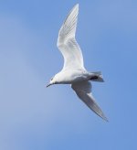 Med Gull _G9A6599.JPG