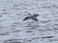 Spotted Redshank _G9A6863.JPG