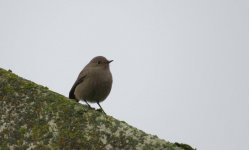 desert wheatear 120.jpg