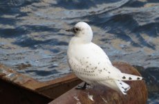 ivory gull 028.jpg