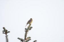 Yellowhammer.jpg