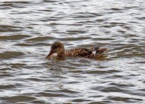 Gadwall.jpg