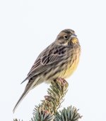 Yellowhammer 100% crop.jpg