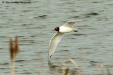 Med-Gull-2.jpg