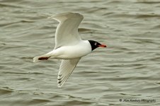 Med-Gull-3.jpg