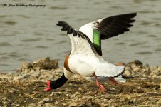 Shelduck-1.jpg