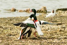 Shelduck-2.jpg