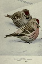 common redpoll.jpg