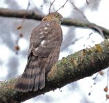 Backyard Hawk 2.jpg