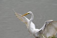 great egret prawn MP D810 300mm_DSC8142.jpg