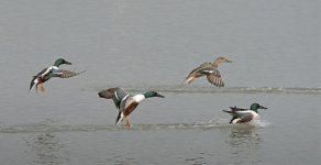 northern shovelers breed land D810 300mm_DSC8492.jpg