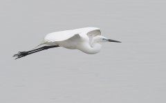 great egret breed flight MP D3s 300mm_DSC8265.jpg