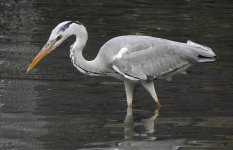 grey heron CB P900 2000mm DSCN0690.jpg