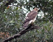 broad-winged-hawk.jpg