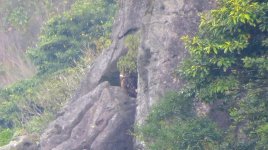 IMG_0864 Eagle Owl @ Sunset Peak.JPG