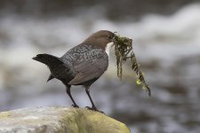 Dipper _X7A6419.JPG