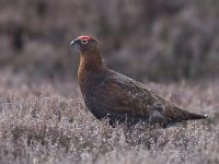 Red Grouse _X7A6560.JPG