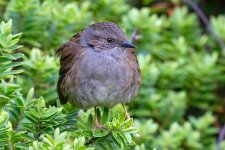 Dunnock.jpg