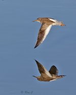 Redshank02 560mm.jpg