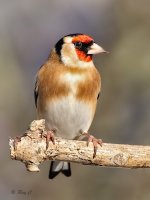 goldfinch3.jpg