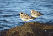 sanderling4 010.jpg