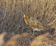 LesB Titchwell Bittern 2.jpg