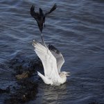 Common Gull _G9A7389.JPG