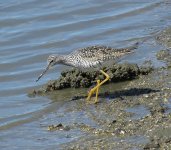 150328_MLKJRS_GreaterYellowlegs_01.jpg