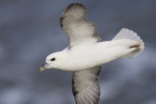 Fulmar _G9A7502.JPG