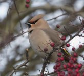 Waxwing _G9A7713.JPG