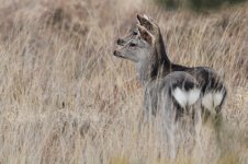 2015_03_07 (2)_Sika_Deer (800x533).jpg