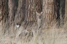 2015_03_07 (3)_Sika_Deer (800x533).jpg