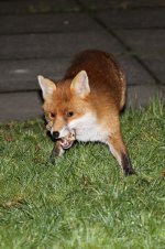 2015_02_20_Red_Fox (533x800).jpg