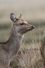 2015_03_07 (6)_Sika_Deer (533x800).jpg