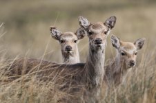 2015_03_07 (10)_Sika_Deer (800x533).jpg