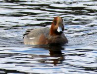 wigeon2.jpg