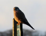 kestrel.jpg