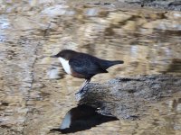 Dipper 2 compressed.jpg