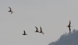 Far Eastern Curlew.jpg