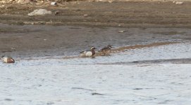 Garganey.jpg